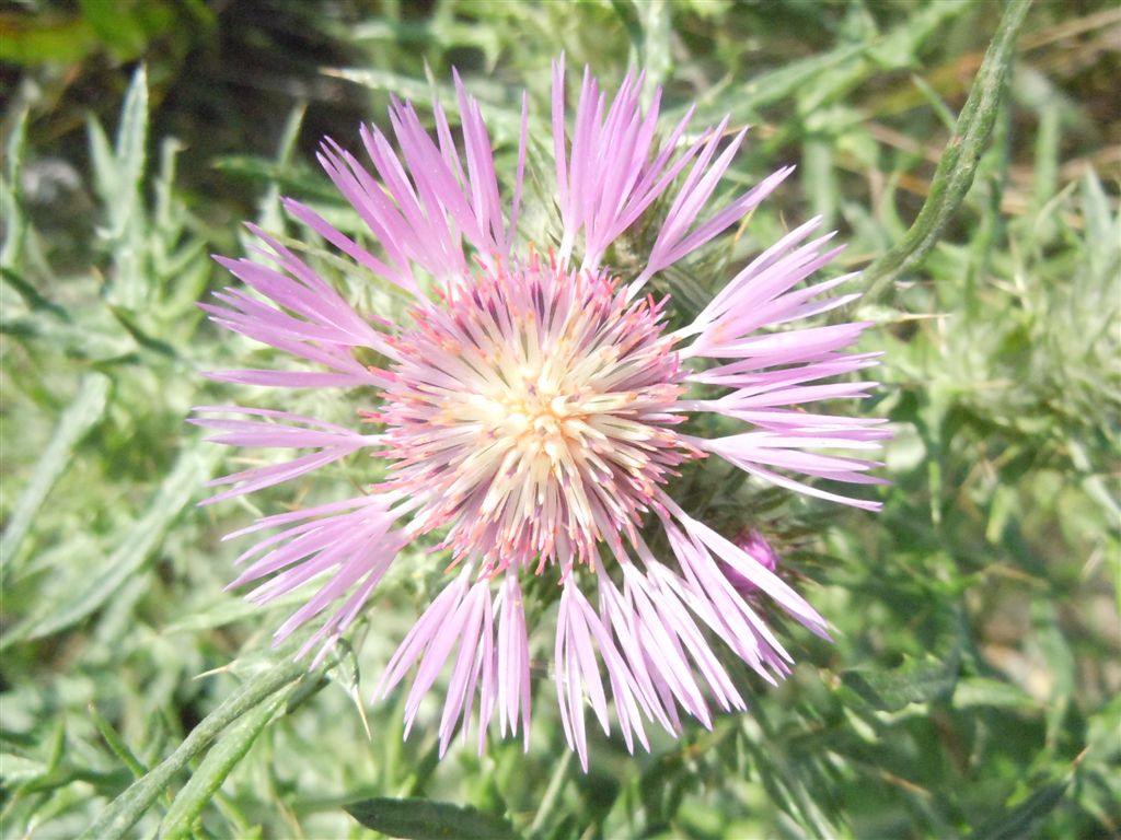 Galactites tomentosus